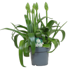 Ornithogalum